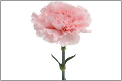 Carnation Pink