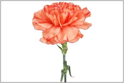 Carnation Orange