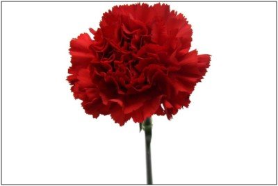 Carnation Red