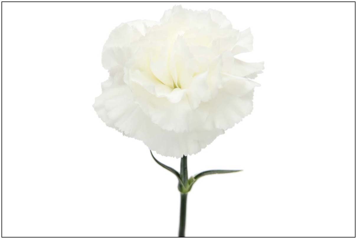 Carnation White