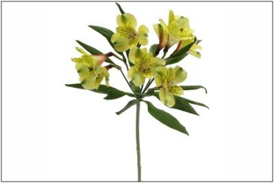 Alstroemeria Green