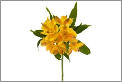 Alstroemeria Orange