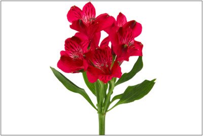 Alstroemeria Red
