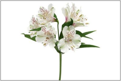 Alstroemeria White