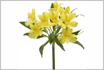 Alstroemeria Yellow