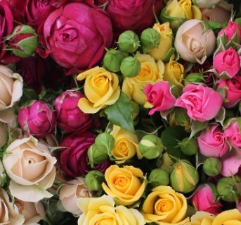 Rose Spray assorted